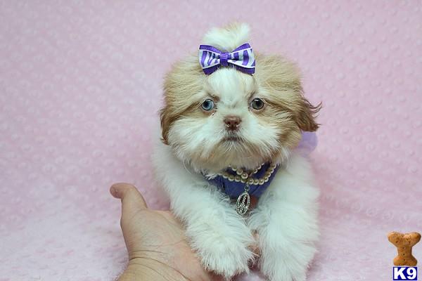lvpuppyheaven Picture 3